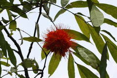 Brownea macrophylla